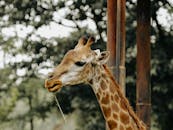 Beautiful giraffe captured up close, showing its majestic features in a natural setting.